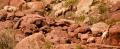 Desert Bighorn Sheep-6004.jpg